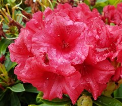 Rhododendron Yakusimanum 'Dopey'